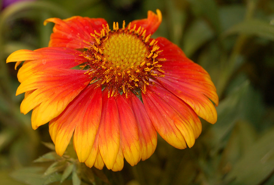 eine blume wie der sonnenschein