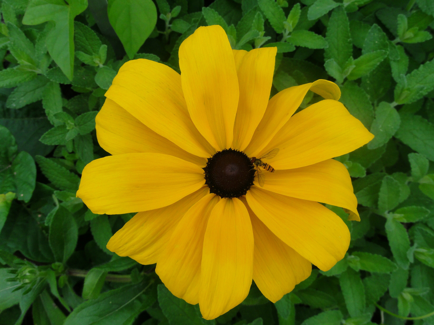 "Eine Blume wie die Sonne" aus dem Berggarten Hannover