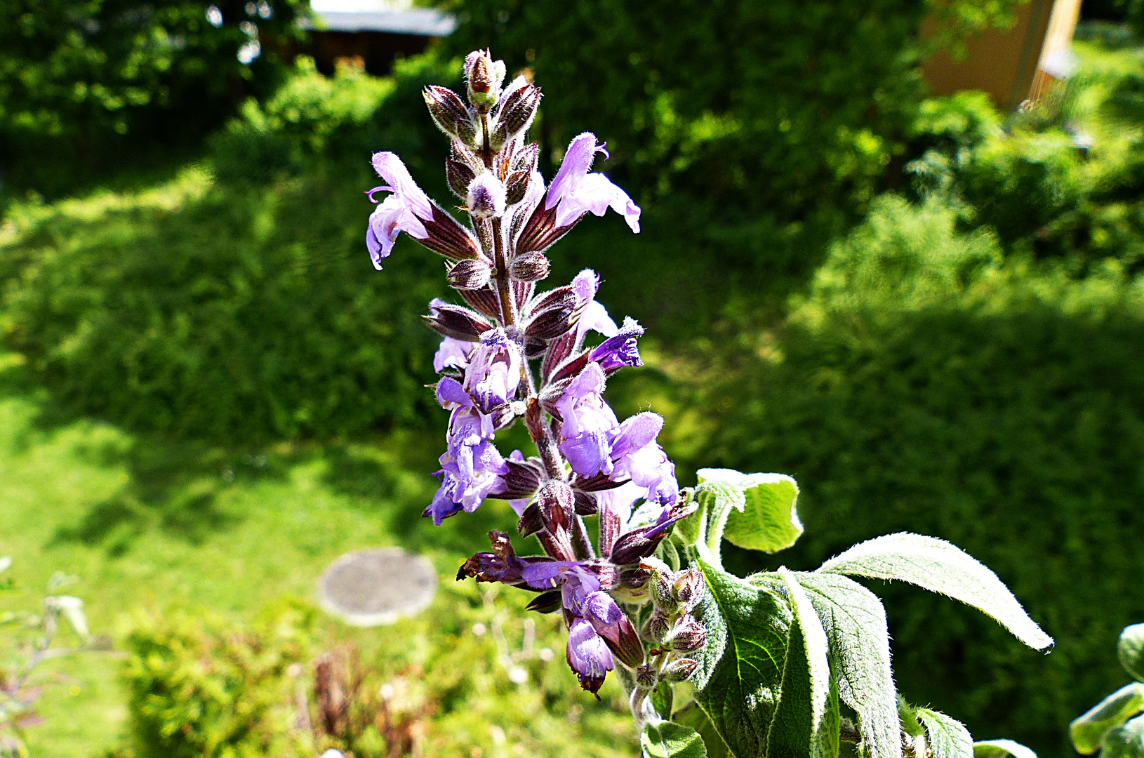 Eine Blume zum Feiertag