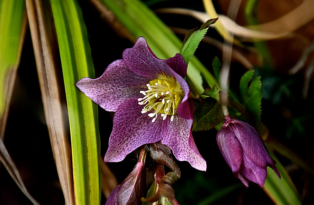 Eine Blume zum Sonntag