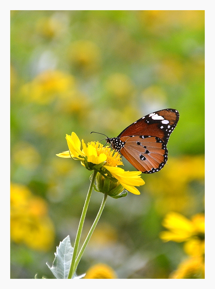 Eine Blume zum Sonntag