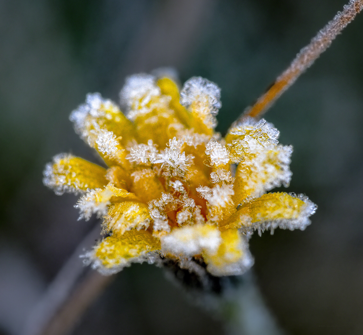 Eine Blume zum Sonntag...