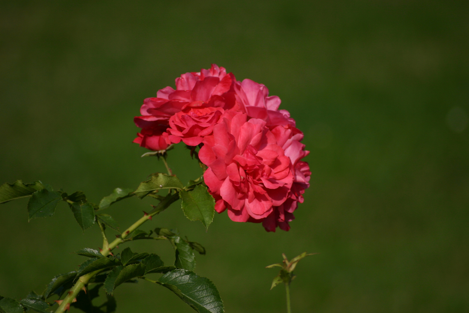 Eine Blume zur Begrüßung ;-)