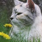 Eine Blumenkatze