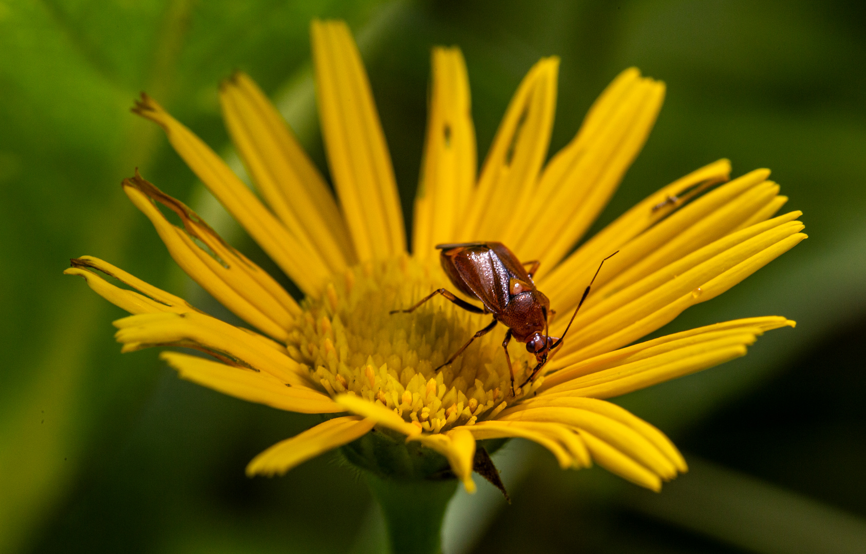 Eine Blumenwanze