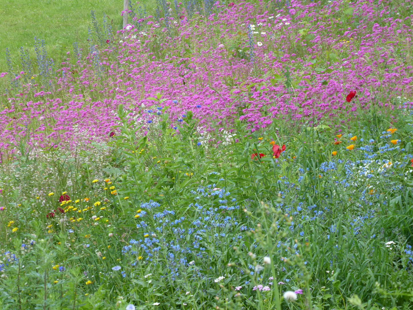 Eine Blumenwiese für euch...