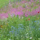 Eine Blumenwiese für euch...