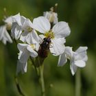 eine blumenwiese mit bewohner