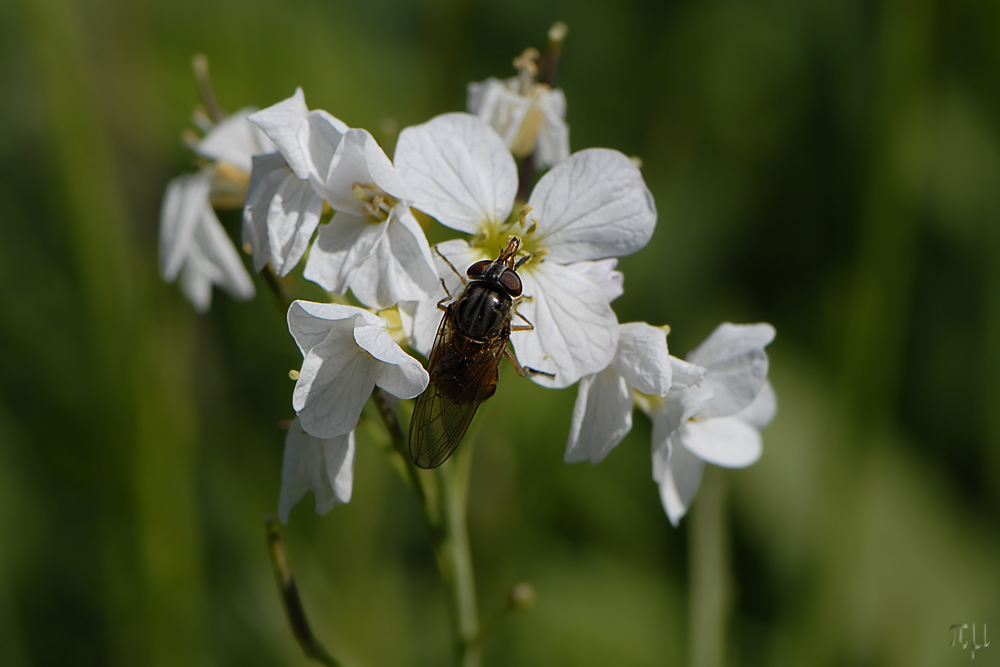 eine blumenwiese mit bewohner