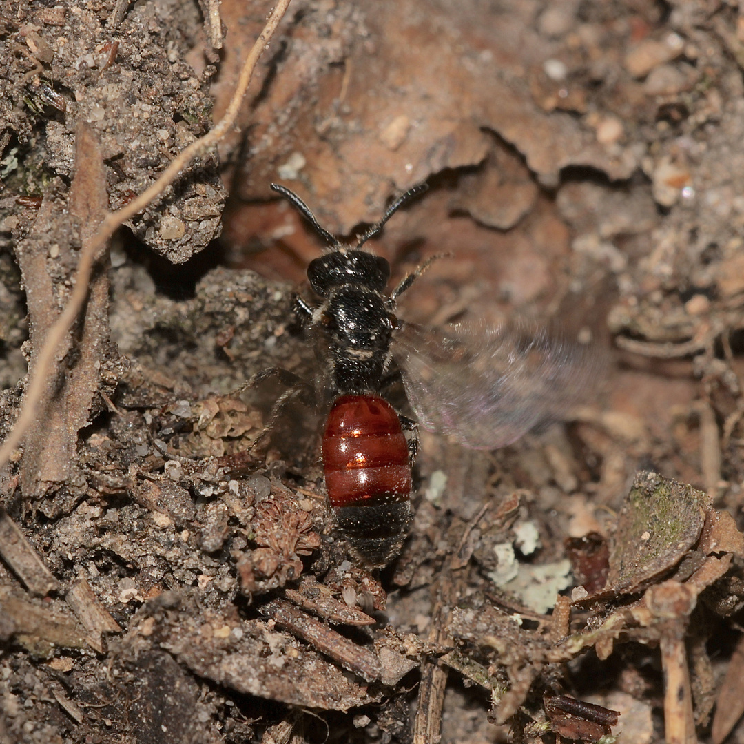 Eine Blutbiene (Sphecodes sp.) in Neukappl/Opf., Aufnahme vom 17.5.2018.