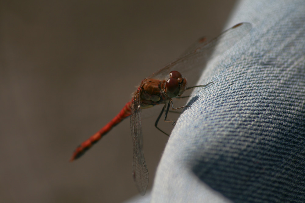 Eine Blutrote Heidelibelle (Sympetrum sanguineum)