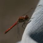 Eine Blutrote Heidelibelle (Sympetrum sanguineum)