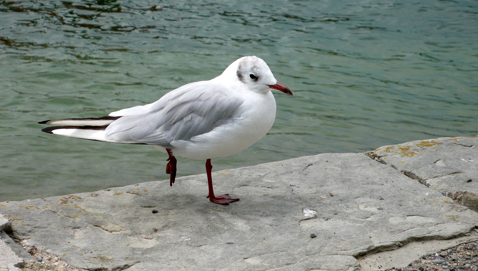 eine Bodensee-Möwe