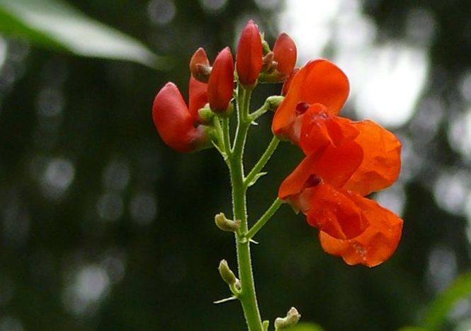 Eine Bohnenblüte ...