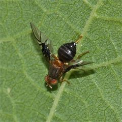 Eine Bohrfliege (Fam. Tephritidae): Anamoia purmunda - Männchen (Weißdorn-Bohrfliege)