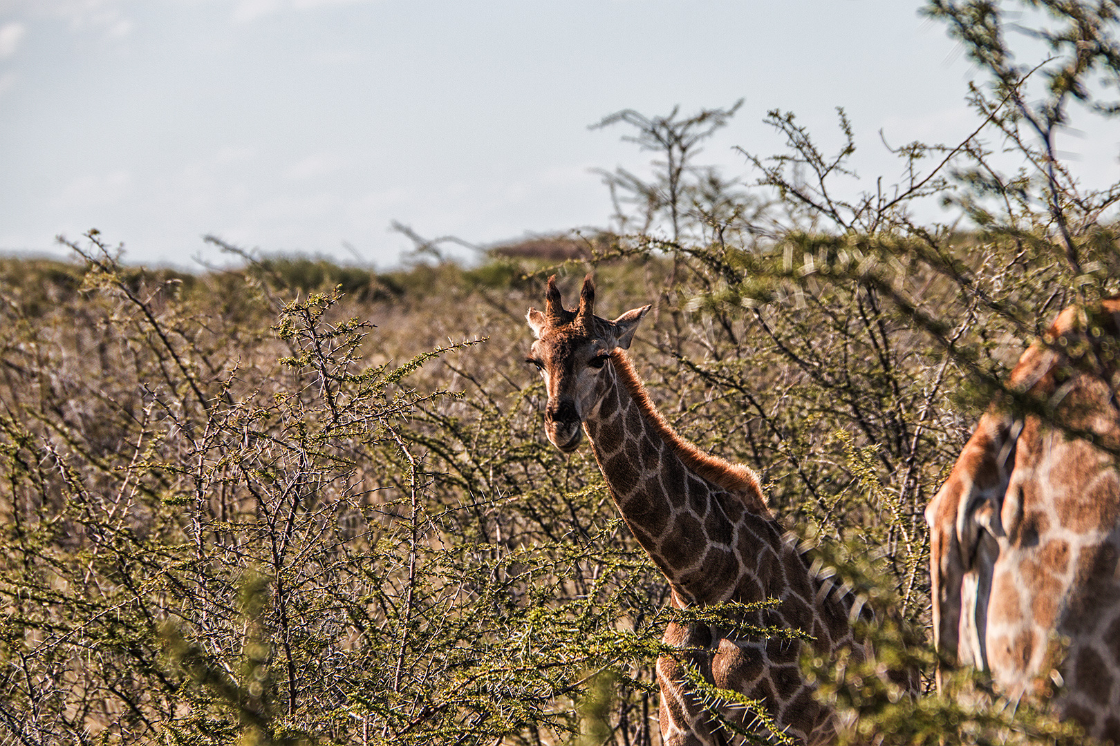 Eine Bonsaigiraffe...