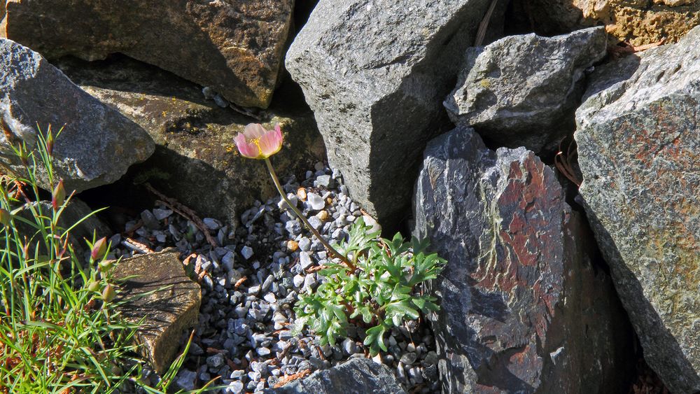 Eine botanische SENSATION ist diese unscheinbare Blüte des GLETSCHERHAHNENFUSSES....