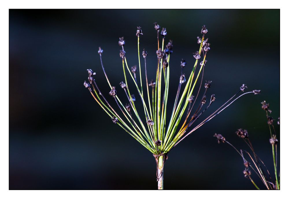 Eine botanische Spurensuche im Teich