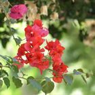 Eine Bougainville