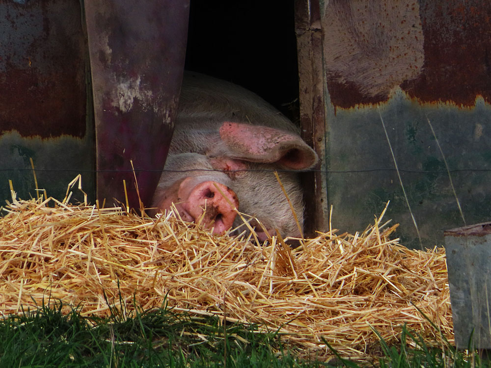 eine Box - ein Schwein