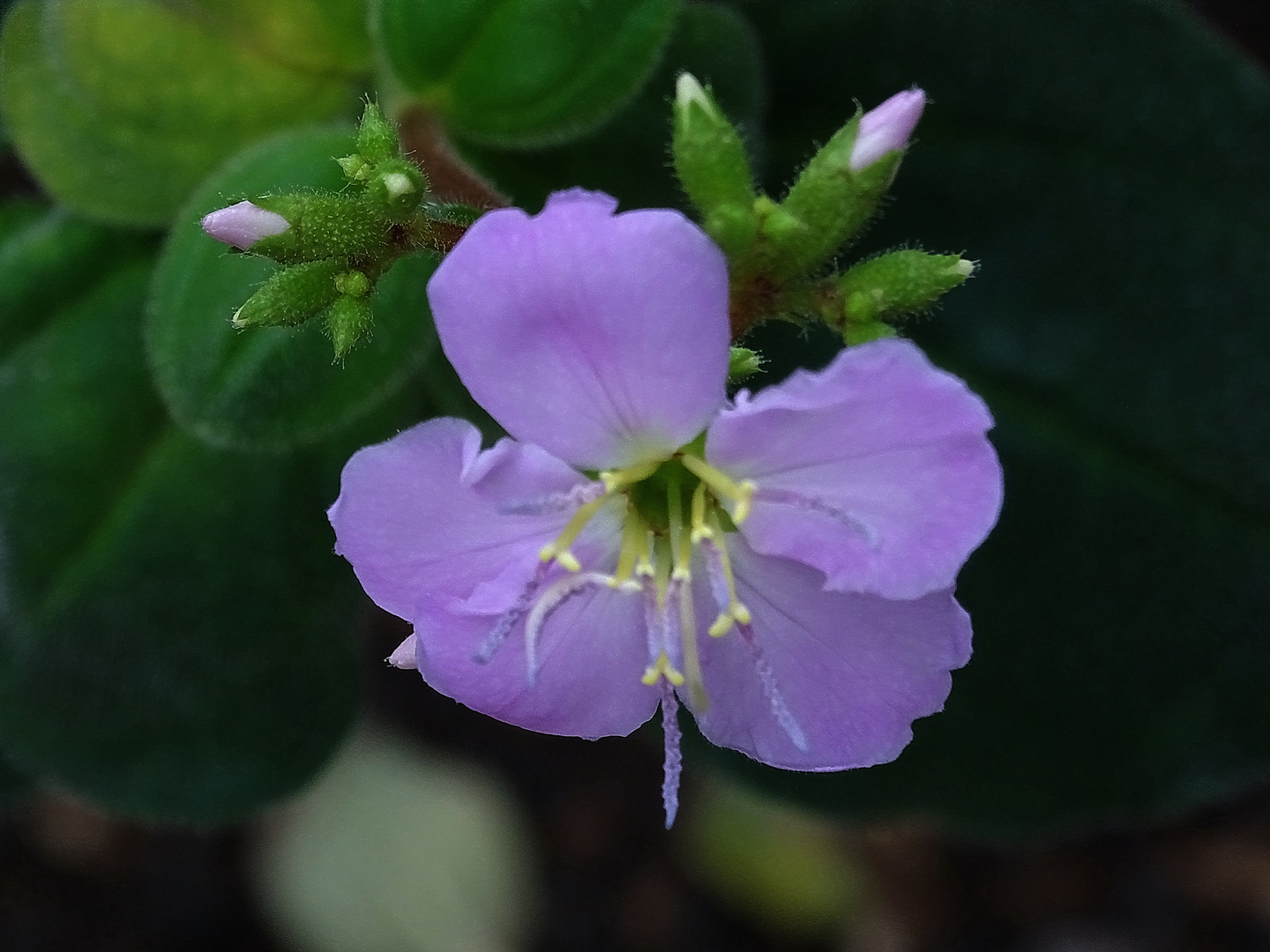 Eine Brade Prinzessinnenblume