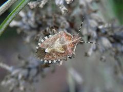 Eine bräunlich gefärbte Beerenwanze (Dolycoris baccarum)