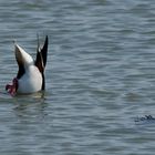 eine Brandgans auf Futtersuche...(2)