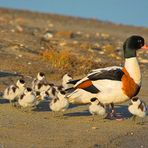 Eine Brandgans Familie...