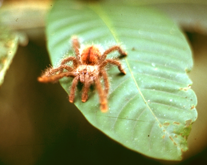 Eine braune Baumvogelspinne