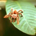 Eine braune Baumvogelspinne