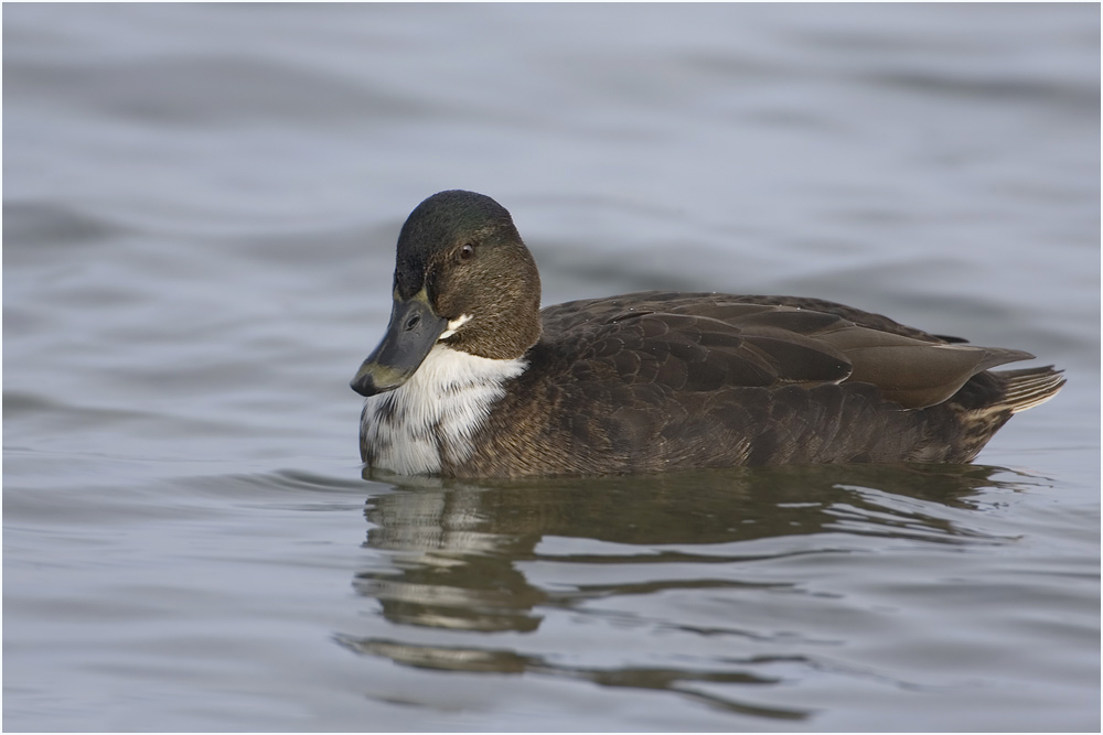 Eine braune Ente Foto & Bild tiere, wildlife, wild lebende vögel Bilder auf Eine braune Ente Foto & Bild tiere, wildlife, wild lebende vögel Bilder auf