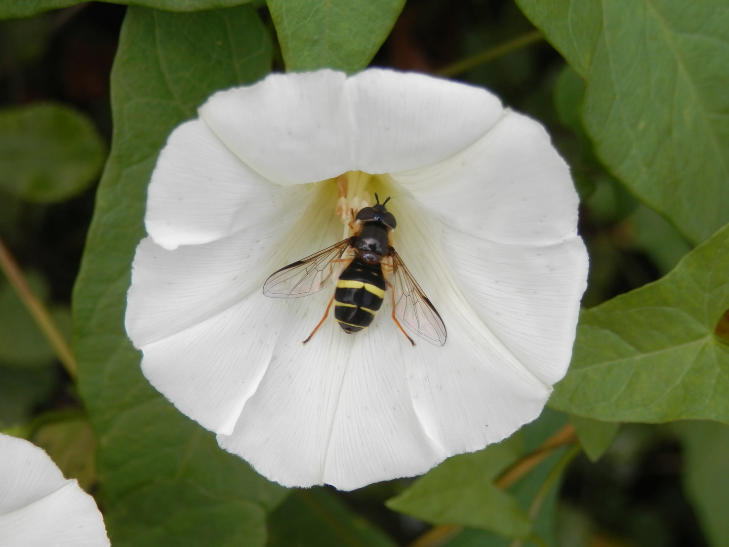 Eine Breitband-Waldschwebfliege (Dasysyrphus tricinctus) bestäubt eine Zaunwinde