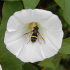 Eine Breitband-Waldschwebfliege (Dasysyrphus tricinctus) bestäubt eine Zaunwinde