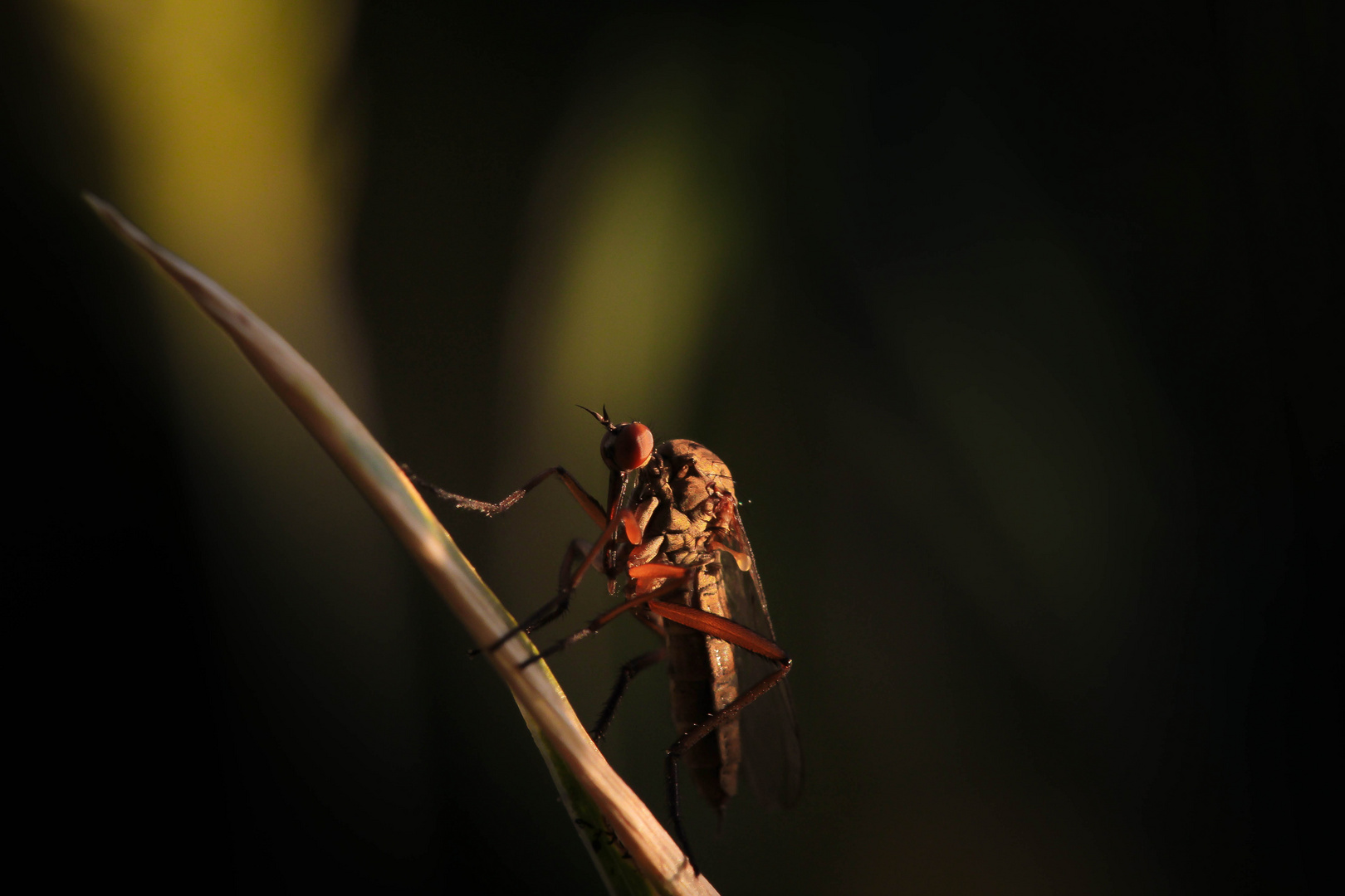 Eine Bremse in der Abendsonne