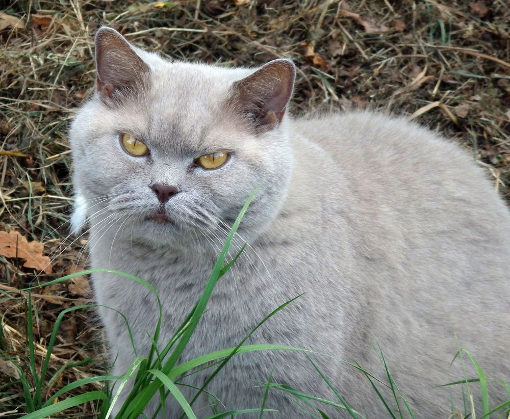 Eine Britisch-Kurzhaar-Katze