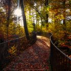 eine Brücke im Wald