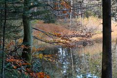 Eine Buche am See