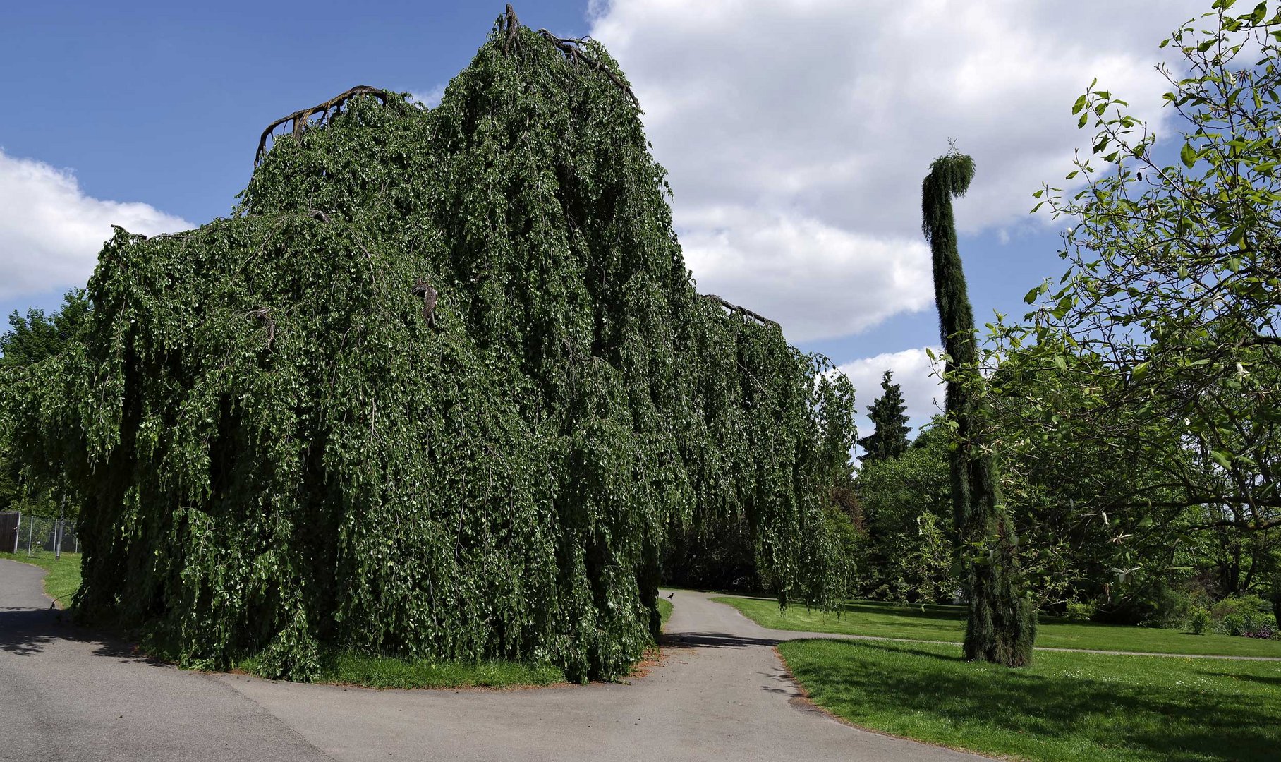 eine Buche - Buchenhecke..