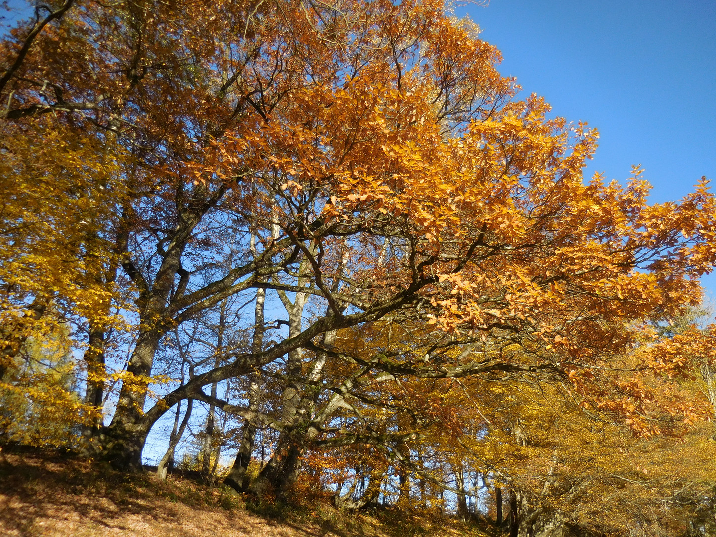 Eine Buche im Herbst