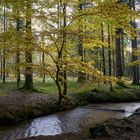 eine Buche im Tannenwald