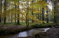 eine Buche im Tannenwald