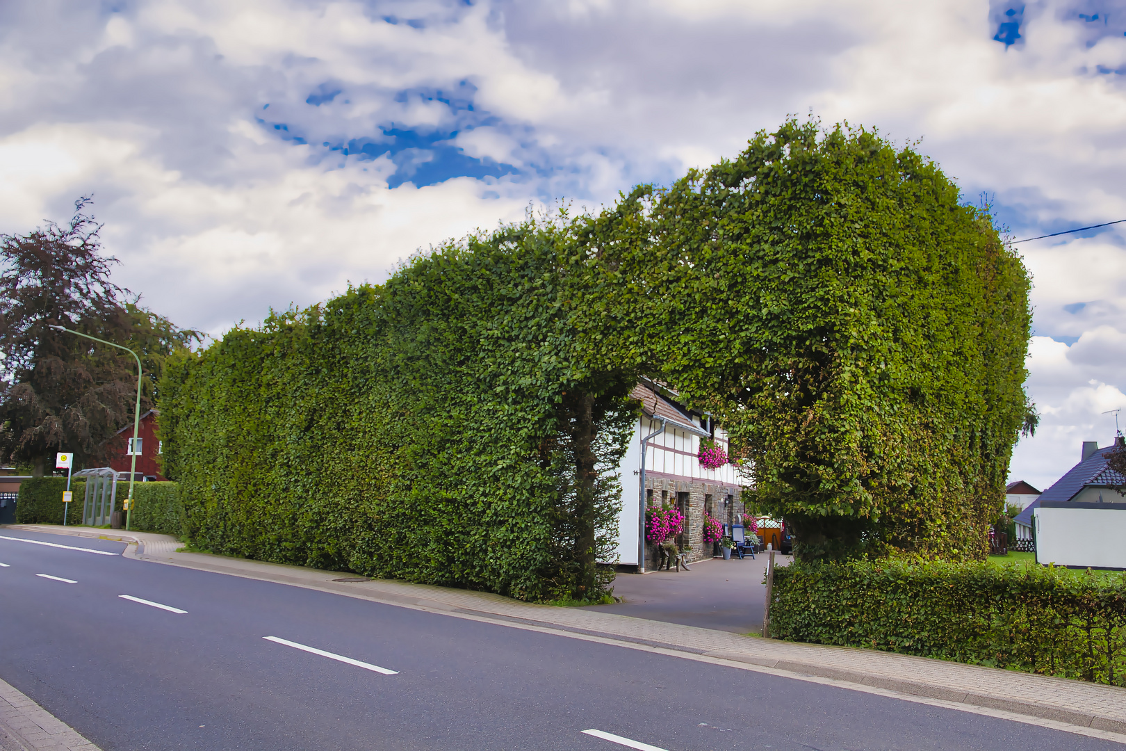 Eine Buchenhecke in der Eifel