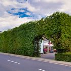 Eine Buchenhecke in der Eifel