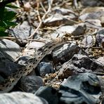 Eine Bullennatter - Bullsnake (Pithuophis catenifer affinis)...