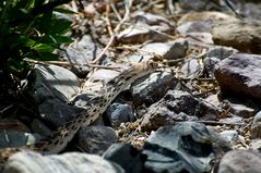 Eine Bullennatter - Bullsnake (Pithuophis catenifer affinis)...