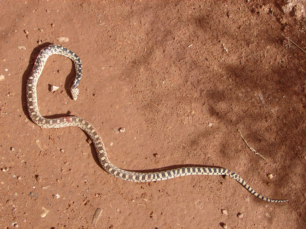 Eine Bullennatter im Capitol Reef Nationalpark