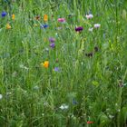 Eine bunte Blumenwiese