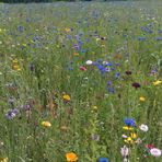 Eine bunte Blumenwiese für viele Bienen Käfer usw.