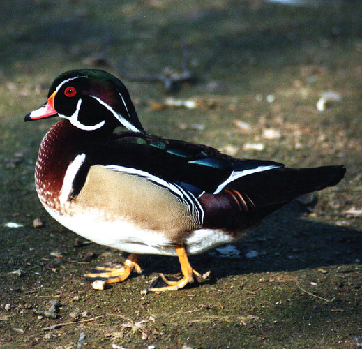 Eine bunte Ente