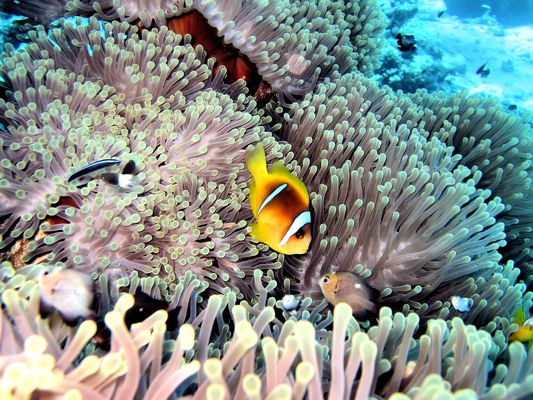 Eine bunte Fischart der Clownfische